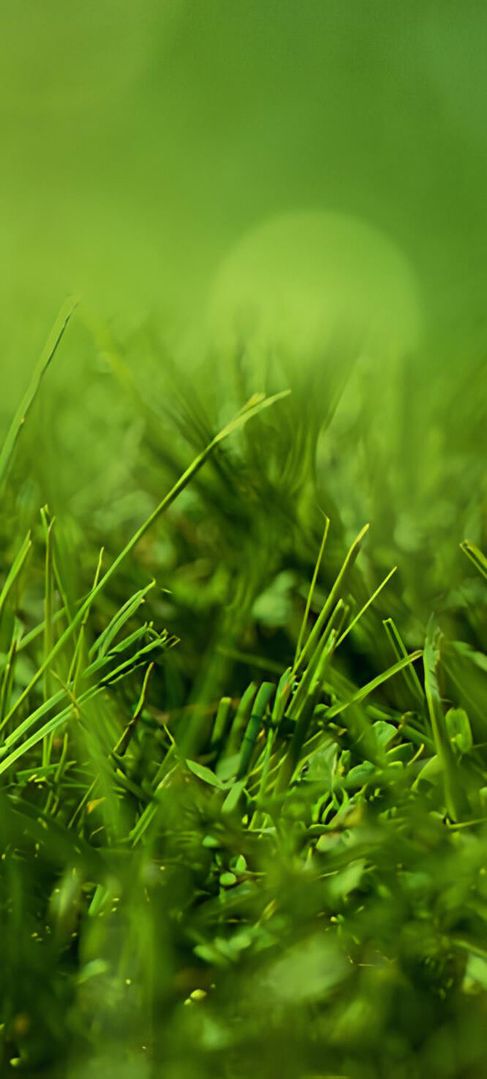 Nahaufnahme eines Rasens