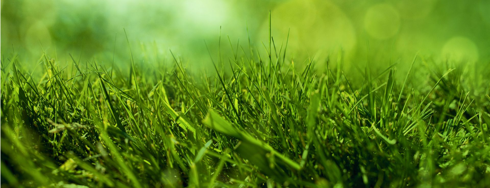 Nahaufnahme eines Rasens